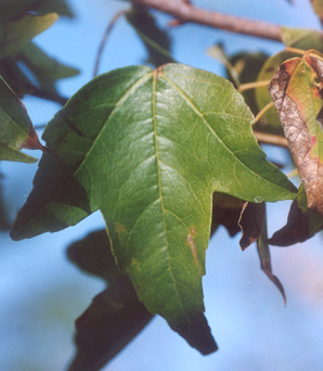 Acer - Maple